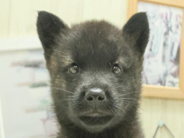 静岡県のハーフ犬・ミックス犬 (ペッツワン浜松雄踏店/2024年7月20日生まれ/男の子/黒虎)の子犬